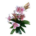 PLANTA LIRIO ROSA C/ MACETA 90CM
