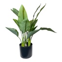 STRELITZIA, AVE DEL PARAISO CH10832913 70X20CM