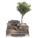 MACETA RUSTICA PARA BONSAI 16.8X10.6X10CM