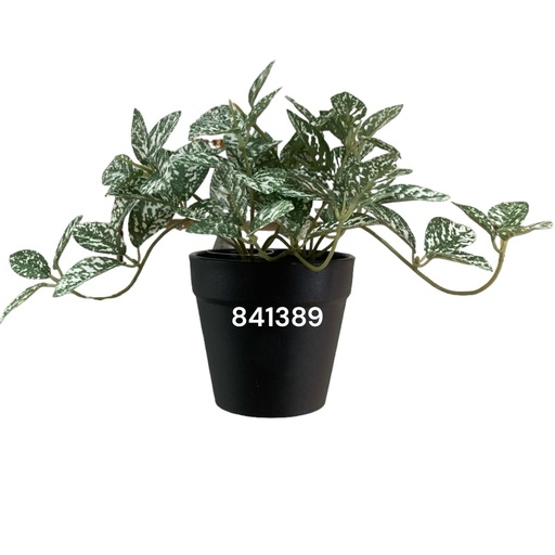 [841389] PLANTA DEC.MESA AUCUBA REF:CH06734614