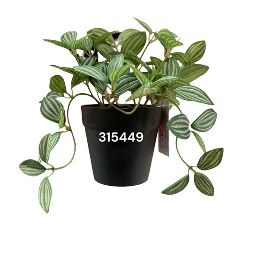 [315449] PLANTA DEC.MESA PEPEROMIA REF:CH06734613