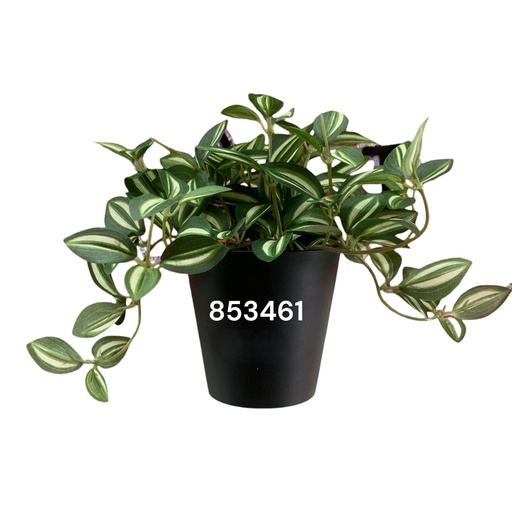[853461] PLANTA DEC.MESA TRADESCANTIA REF:CH06733708